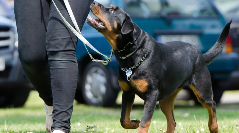 Hasya vyang poem dog